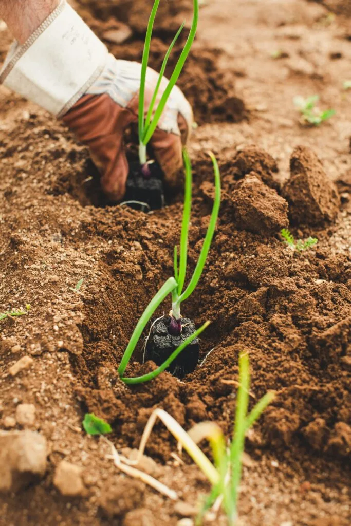 Planting crops