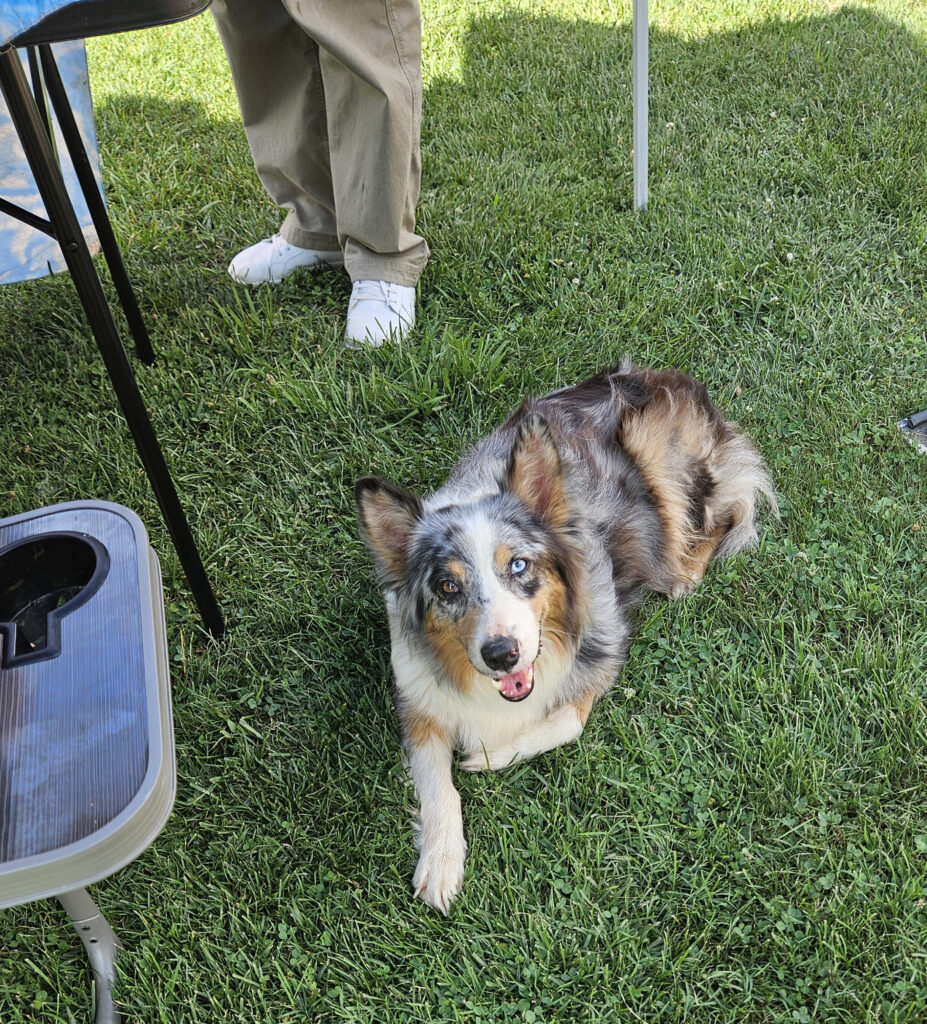 Beautiful Doggie at Elizabethton Farmers Market