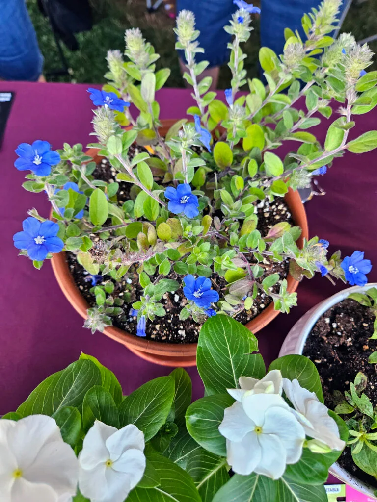 blue flowers