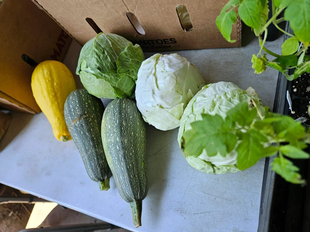 squashes and cabbage