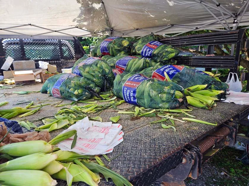 fresh corn in the bed of a truck