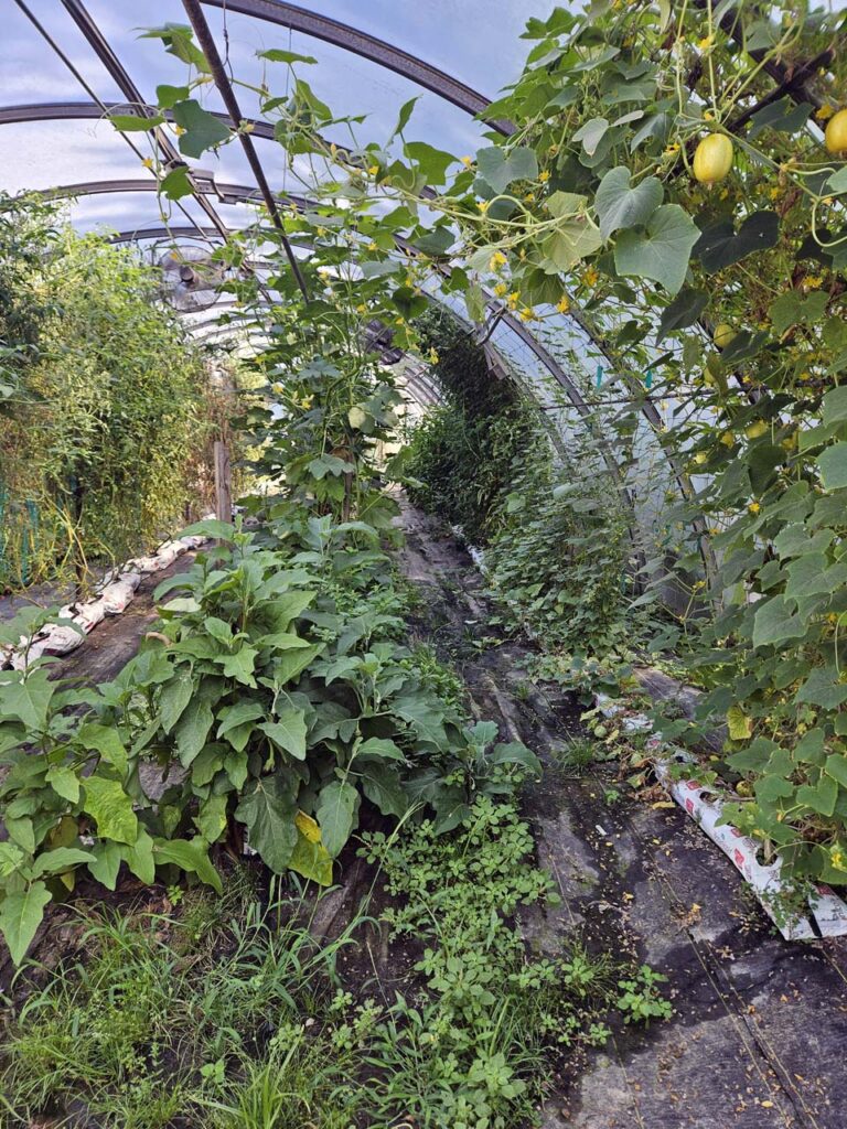 Vegetables and herbs growing in a greenhouse
