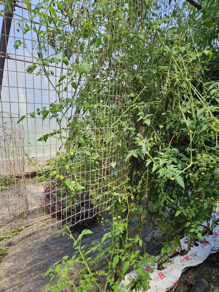 Vegetables and herbs growing in a greenhouse