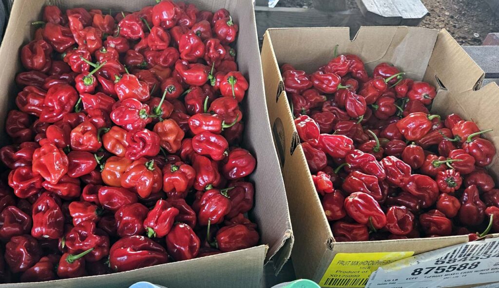 Fresh-picked Habanero Chilis for Sauces and Spice Blends