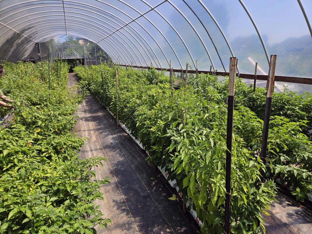 Looking down the hot row of chilis