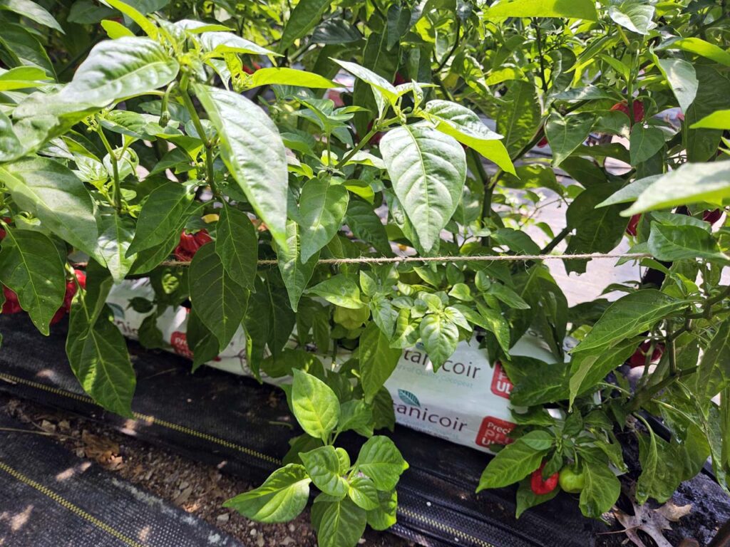 Beautiful red and green chilis
