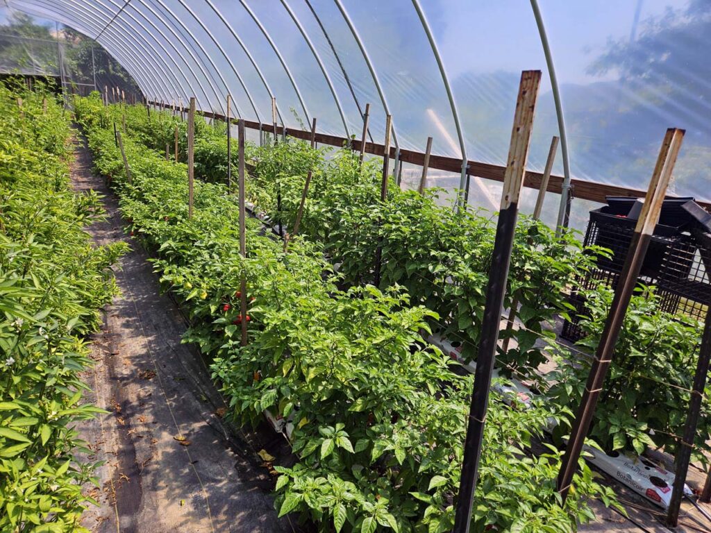 This lush greenhouse full of chilis is beautiful