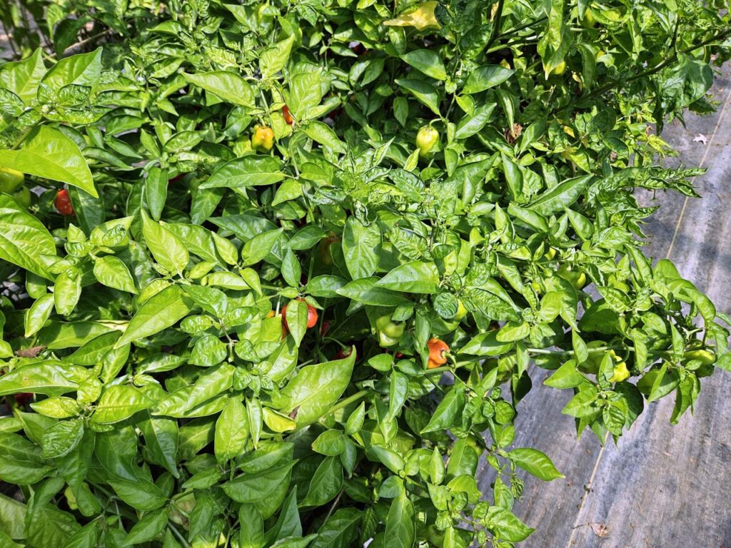 Beautiful and spicy chilis