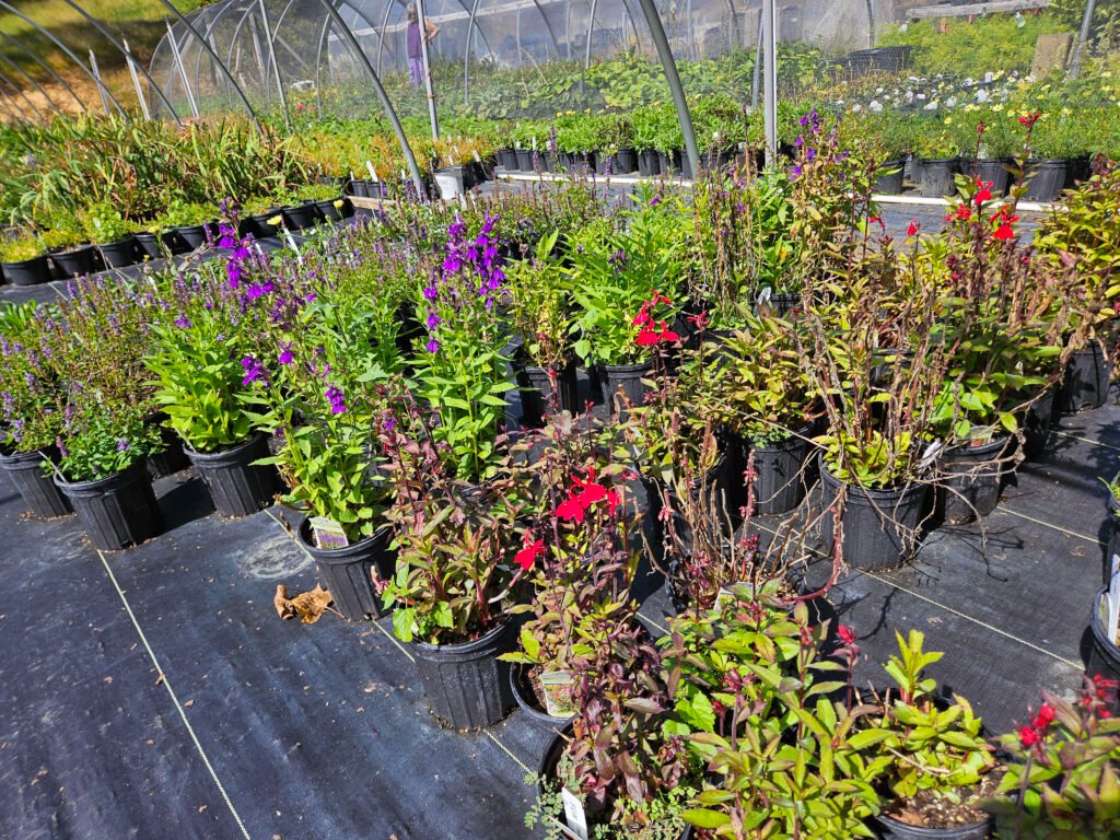 plants growing at Thomas Hollow Nursery
