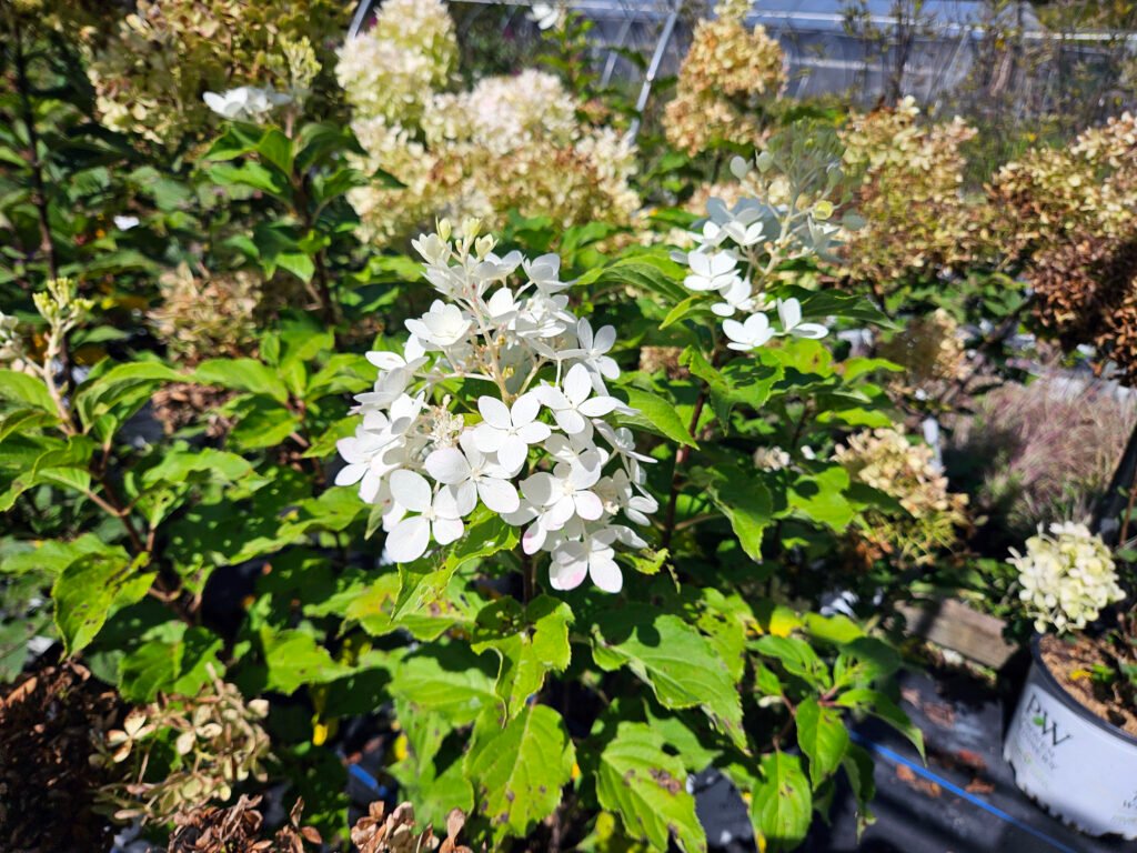 plants growing at Thomas Hollow Nursery