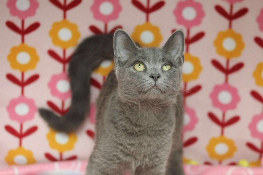 Bunny the Cat waiting for her furever family