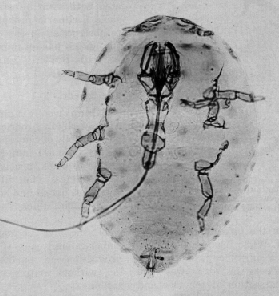 Balsam Woolly Adelgid 