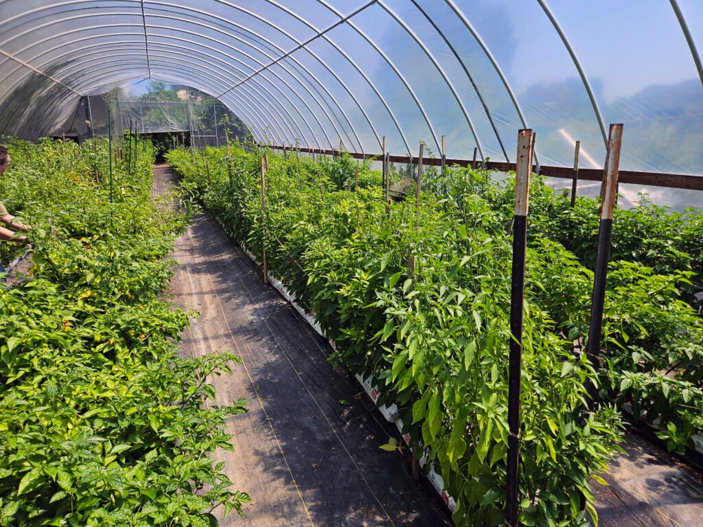 High Tunnel at Bristol Gardens and Grill