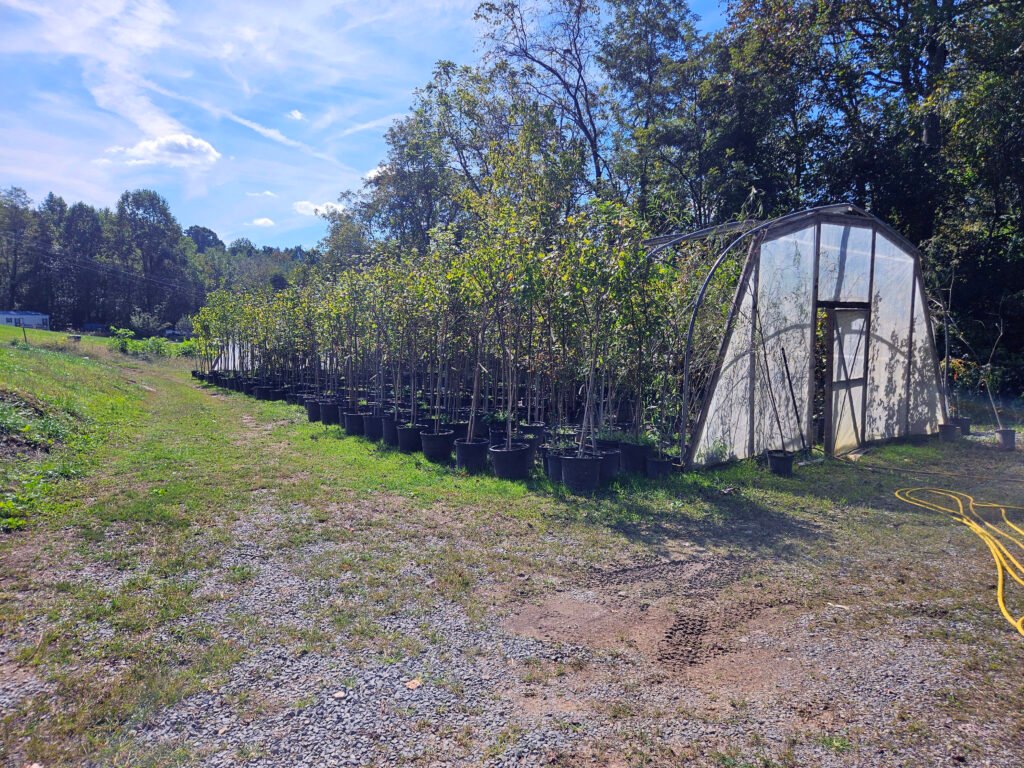 High Tunnel at Thomas Hollow Nursery