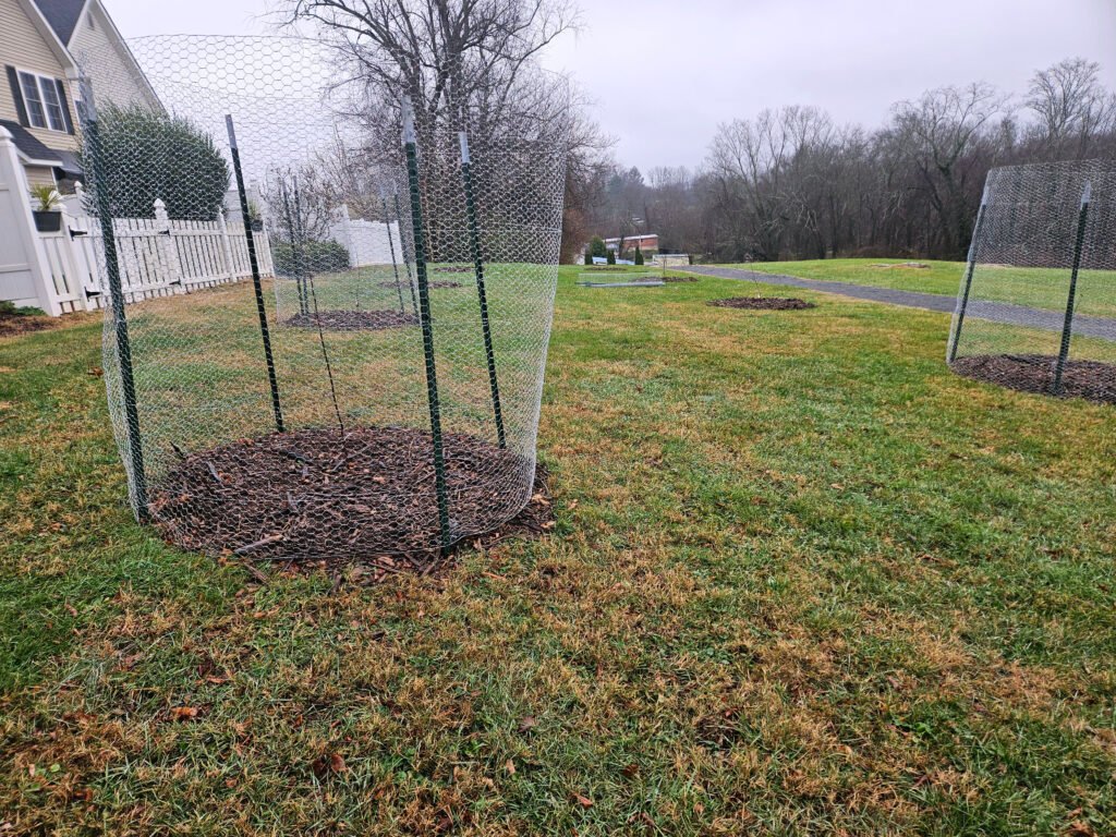 Heritage Apple Trees at the Muster Grounds