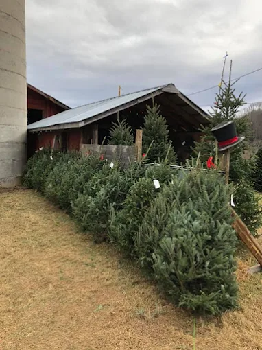 Photo Courtesy Smokey Mountain Christmas Trees, Haywood County, NC