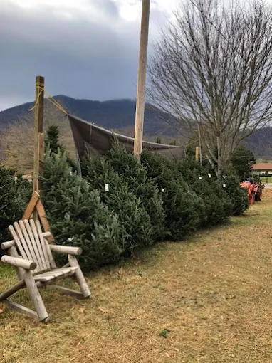 Photo Courtesy Smokey Mountain Christmas Trees, Haywood County, NC
