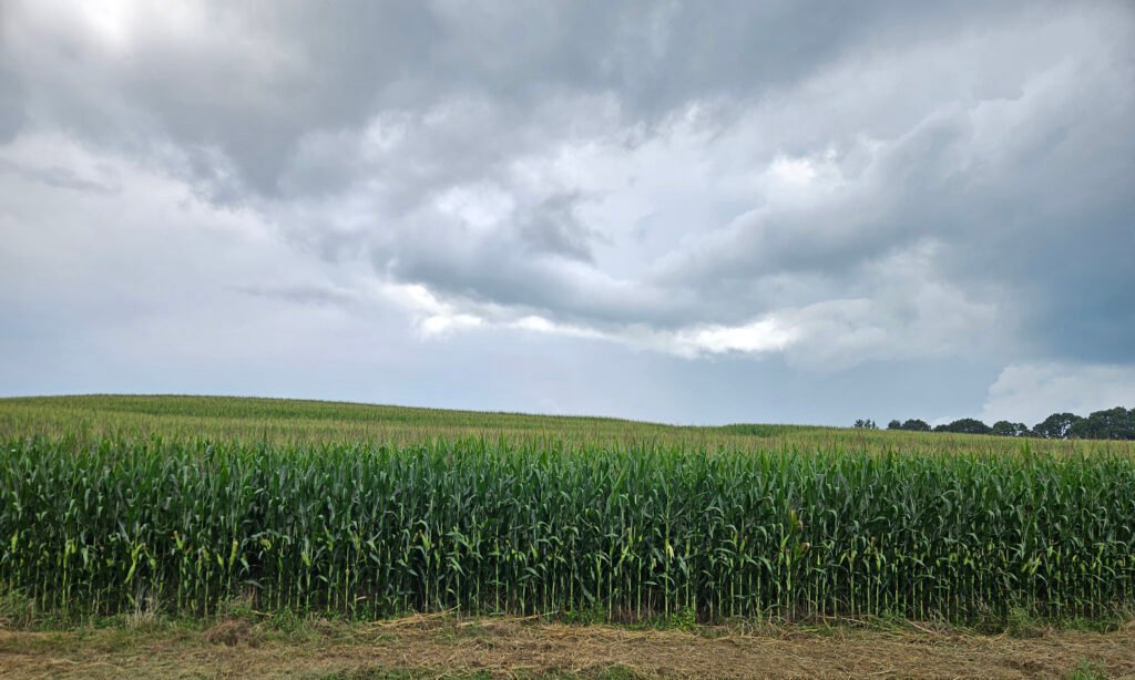 Corn Field