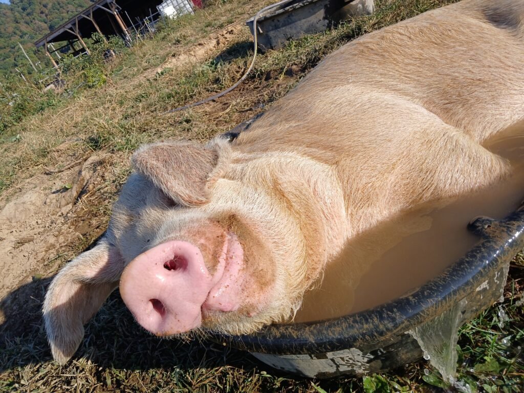 Happy Hog Eats Apples