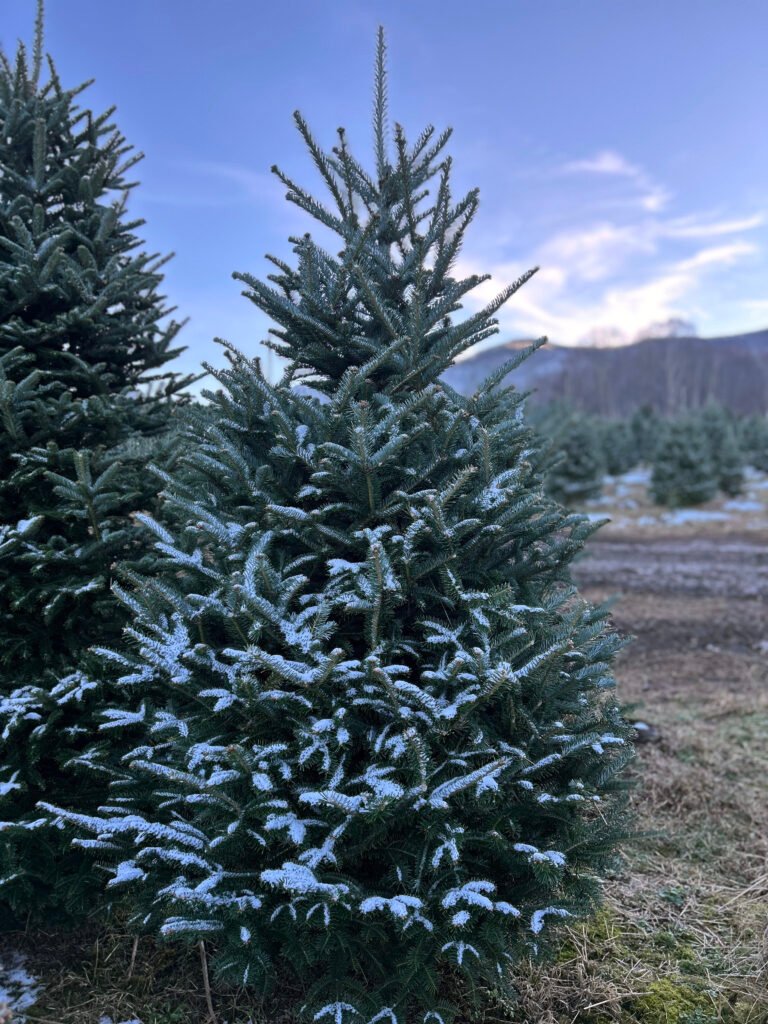 A Mature Christmas Tree