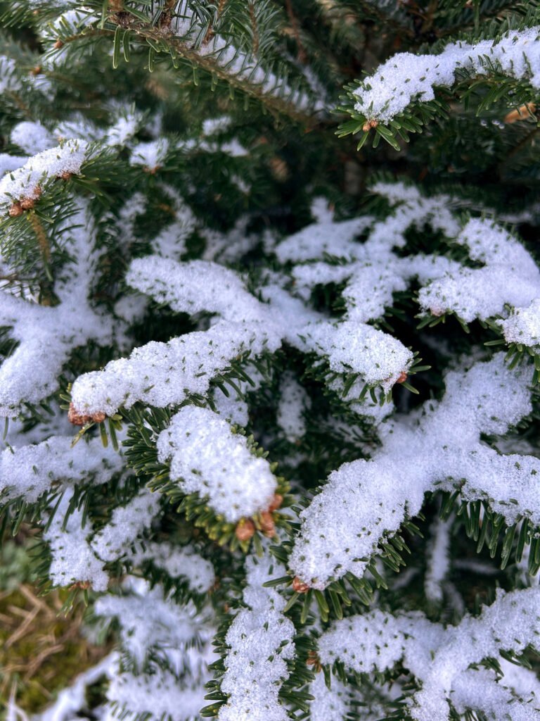 Snow covered Christmas tree
