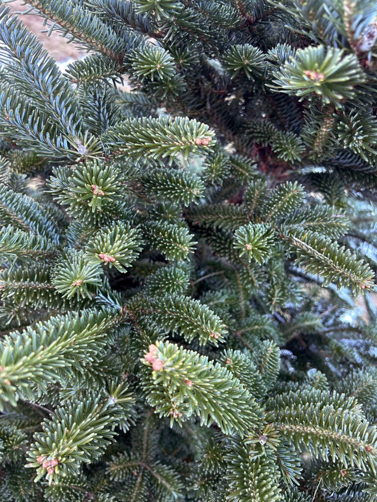 Young Evergreen boughs growing into a Christmas Tree