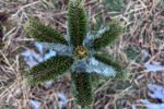 A small evergreen sapling peaking out of the ground.