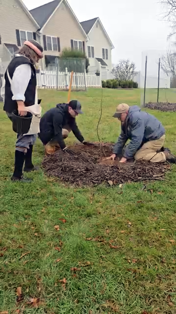 Planting Heritage Apples