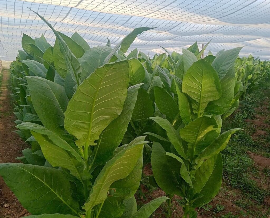 Tobacco Farms