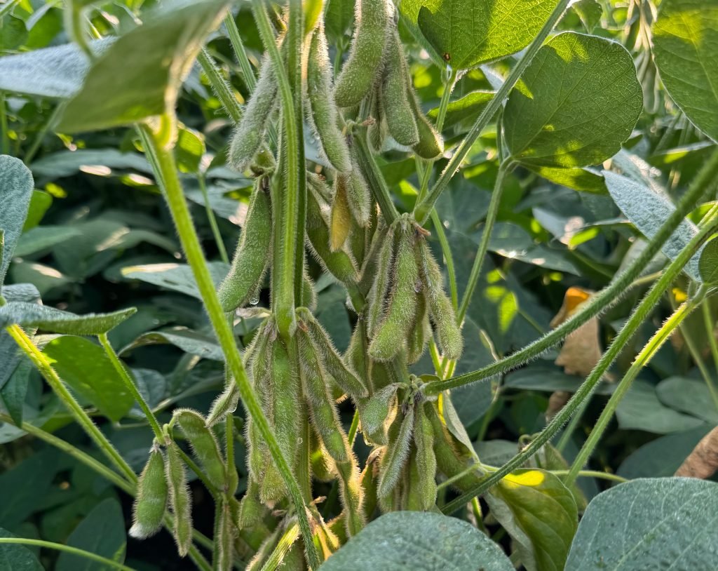 Soybeans growing