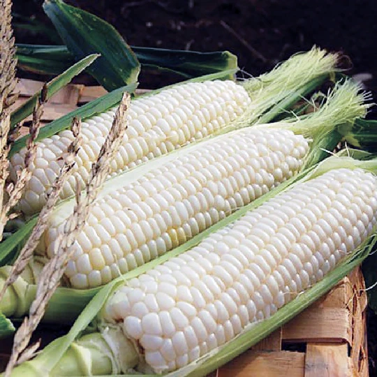 Silver Queen Corn