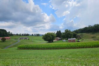 Corn field from a distance