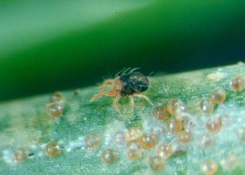 Spruce Spider Mites 