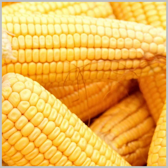Yellow Hickory King Corn