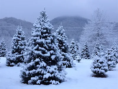 Photo Courtesy Smokey Mountain Christmas Trees, Haywood County, NC