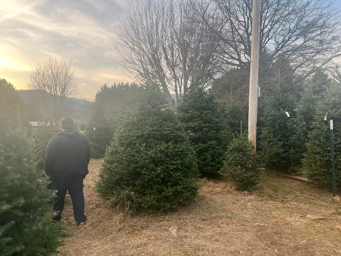 Christmas Trees at Smoky Mountain Christmas Tree Farm