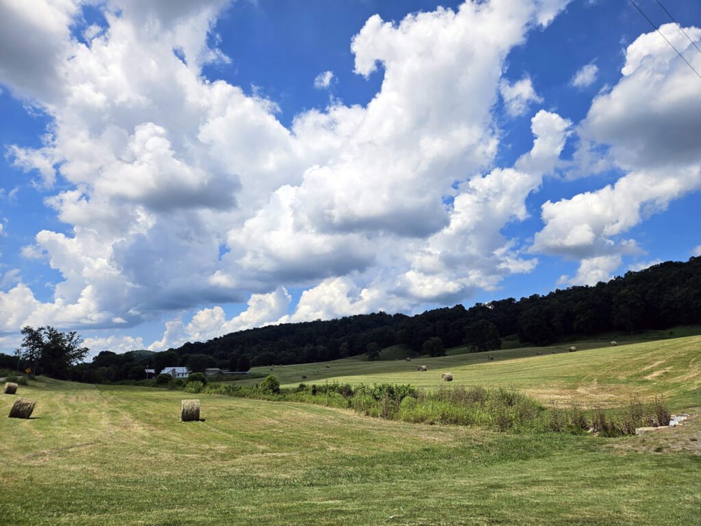 Hay rolls in a field