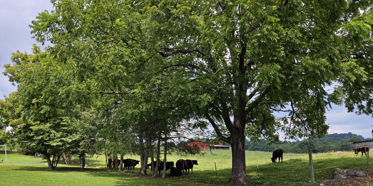20250817_142452 - Appalachian Highlands Farmers Magazine Cattle in shade