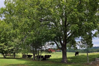 20250817_142452 - Appalachian Highlands Farmers Magazine