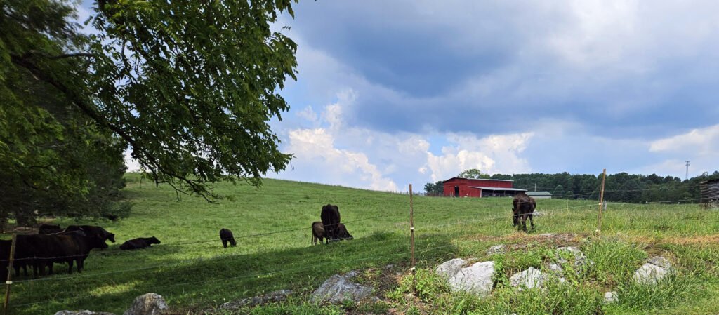 20250817_142502 - Appalachian Highlands Farmers Magazine Cattle on a farm in Tennessee