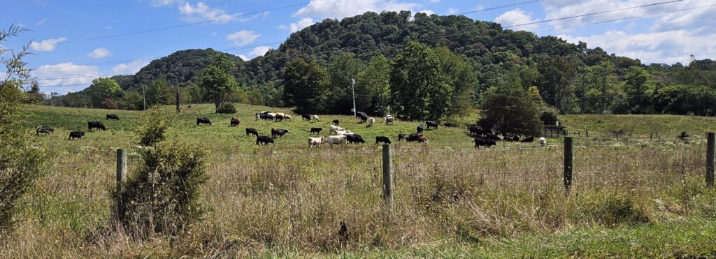 Cattle in the field grazing