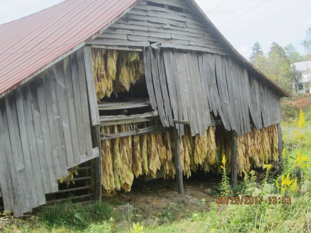 Air Curing Burley Barn 