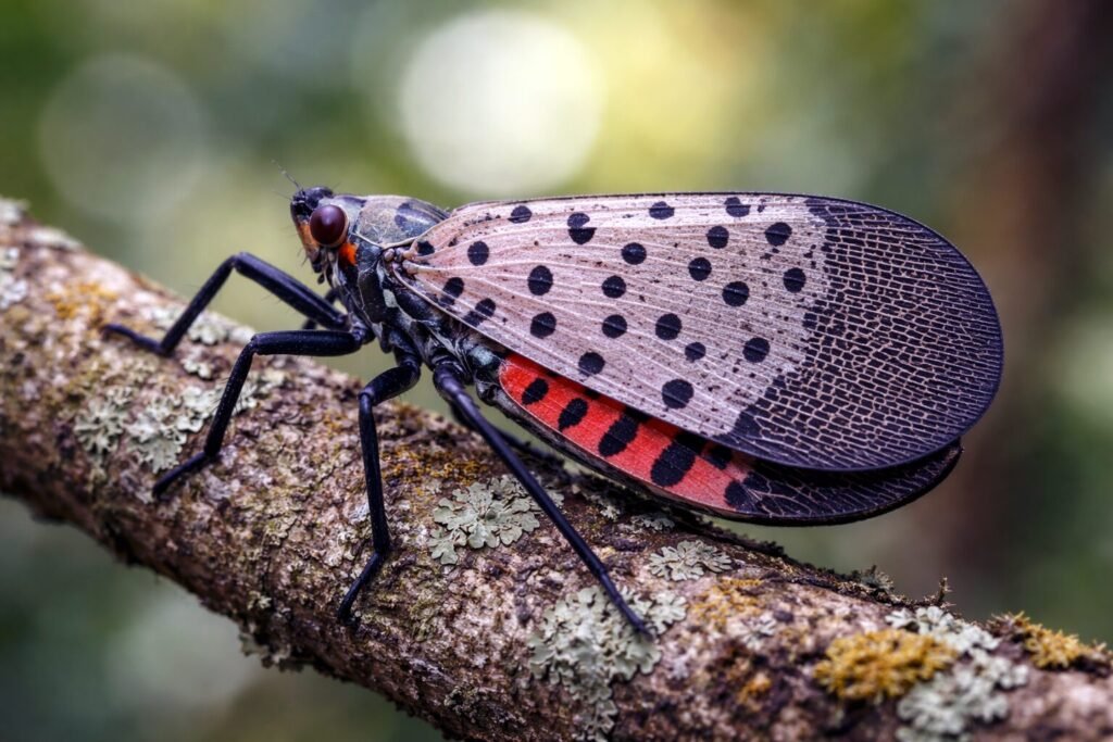 Spotted Lanternfly