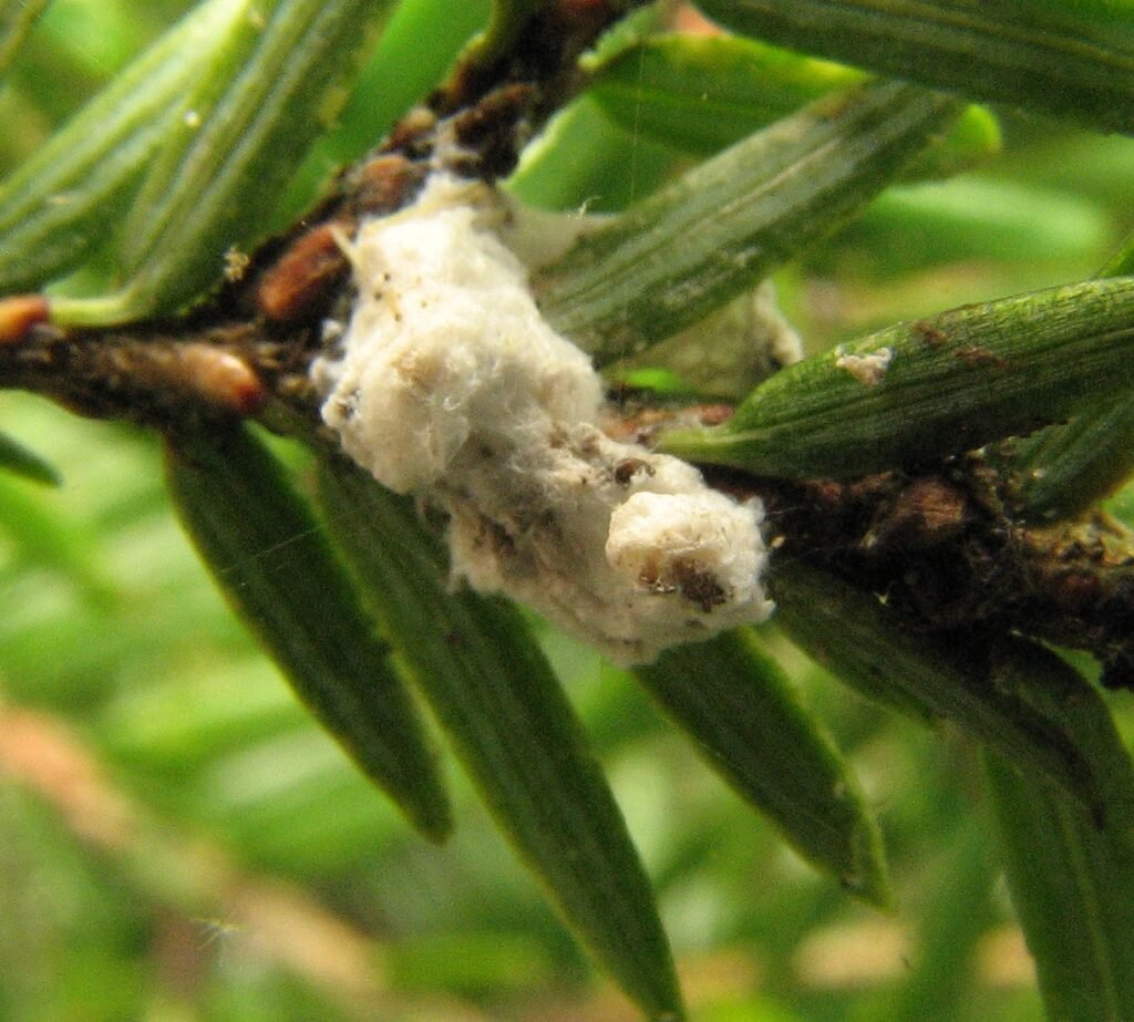 Adelges_tsugae_closeup_TN Woolly - Appalachian Highlands Farmers Magazine Adelges tsugae or Hemlock Woolly