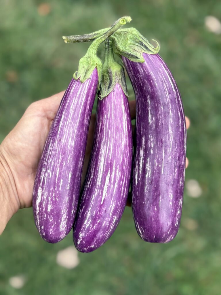 BF452EAC-4DA3-4EA2-95B1-B9CC763366D0 - Appalachian Highlands Farmers Magazine Fairy Tale Eggplant