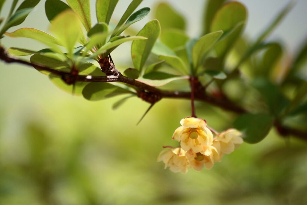 Berberis_thunbergii_flowers_in_Pennwood_State_Park - Appalachian Highlands Farmers Magazine Berberis Flower -By Sage Ross - Own work, CC BY-SA 3.0