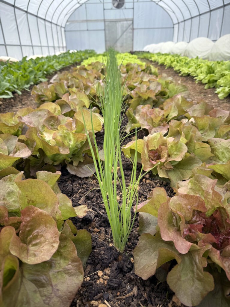 EC860439-6A88-49A8-9B9C-E07E6657E872 - Appalachian Highlands Farmers Magazine Chives, Red Leaf Lettuce and butterhead lettuce grow in a High Tunnel