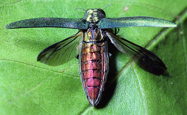 EmeraldAshBorerdorsal - Appalachian Highlands Farmers Magazine Emerald Ash Borer