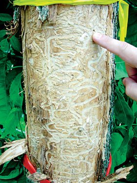 Green_ash_killed_by_Emerald_Ash_Borer - Appalachian Highlands Farmers Magazine Green Ash Killed by Emerald Ash Borer