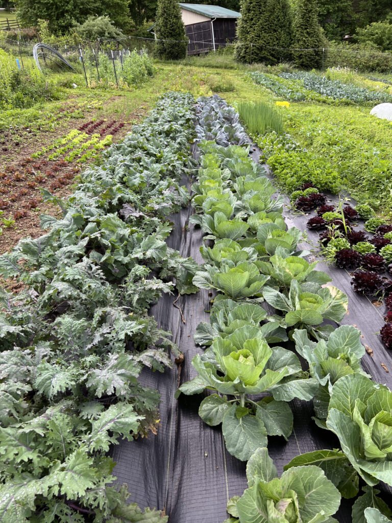 IMG_2458 - Appalachian Highlands Farmers Magazine Rows of Cabbage, Kale, and Lettuce